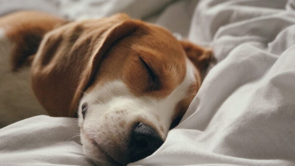 Pupil w łóżku – sprawdź, jak zadbać o higienę zwierzaka